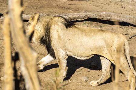 lion