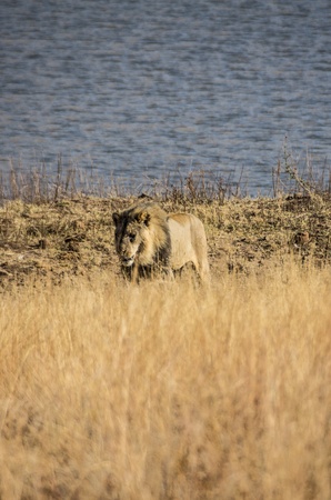 lionの写真素材