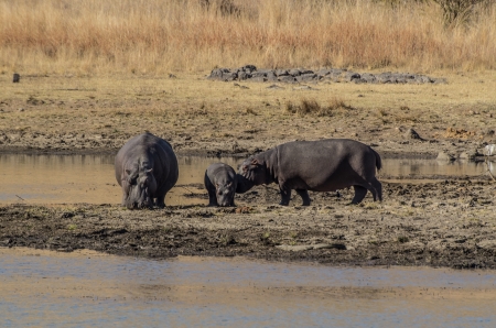 hipposの写真素材