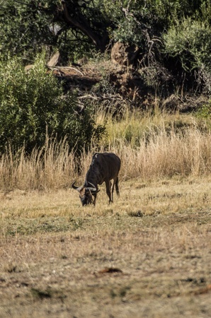 blue wildebeestの写真素材
