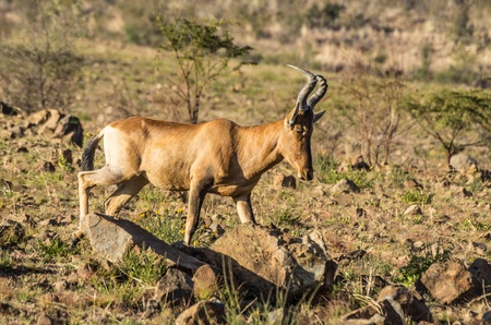 red hartebeestの写真素材