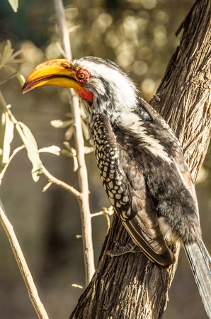 yellow-billed hornbillの写真素材