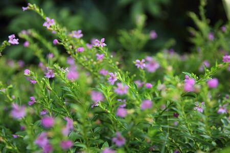 Flowers in with morning dewの写真素材