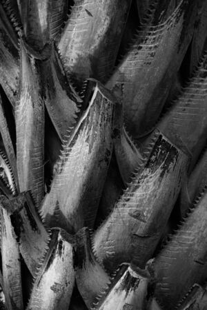 Stems of a palm treeの写真素材