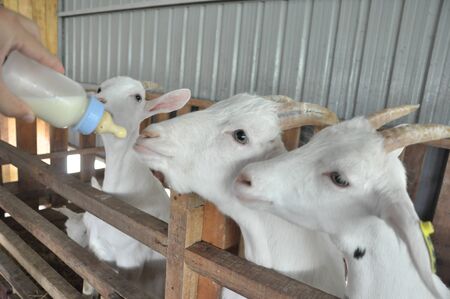 goat feeding with milkの写真素材