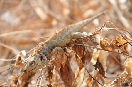 dead lizard at dry landの写真素材