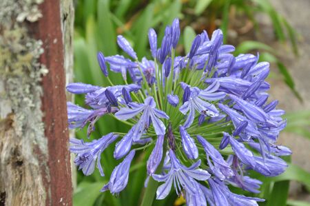 purple flower at gardenの写真素材