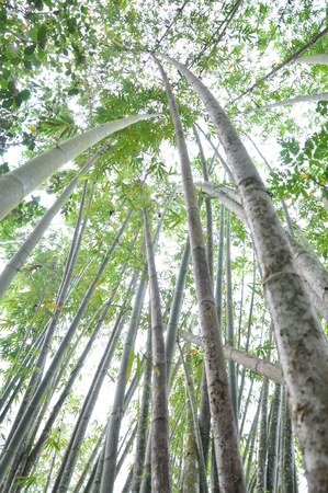 green bamboo forestの写真素材