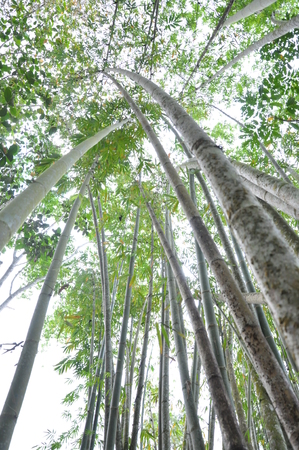 green bamboo forestの写真素材