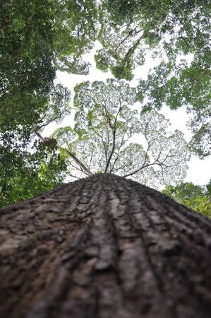 big old tree tall standingの写真素材