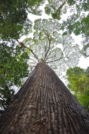 big old tree tall standingの写真素材
