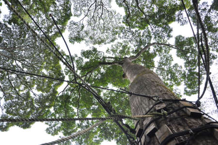 big tree used as hanging bridge stationの写真素材