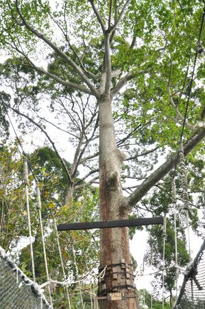 big tree used as hanging bridge stationの写真素材