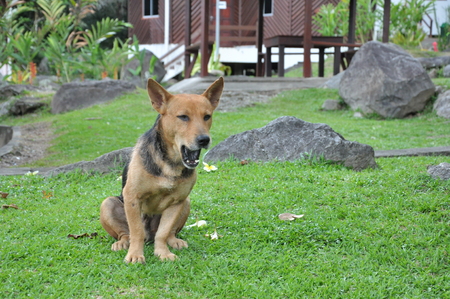 brown dog yawningの写真素材