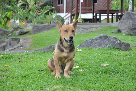 brown dog waiting for his ownerの写真素材