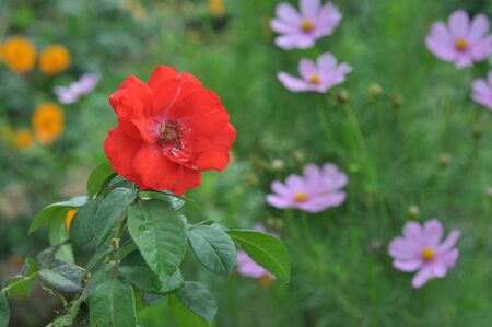 garden red flowerの写真素材