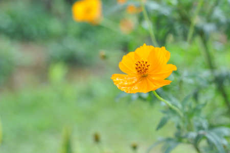garden yellow flowerの写真素材