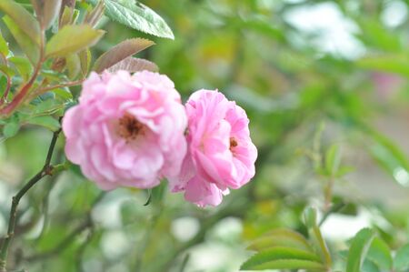garden pink flowerの写真素材