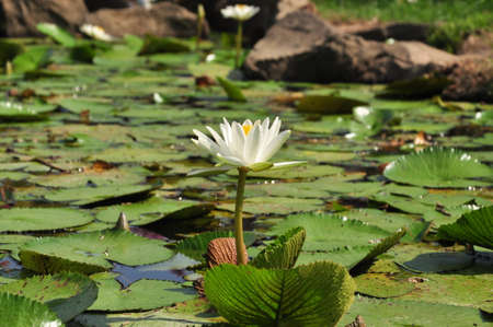 white water lily in pondの写真素材