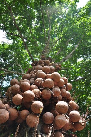 fruity tree potraitの写真素材