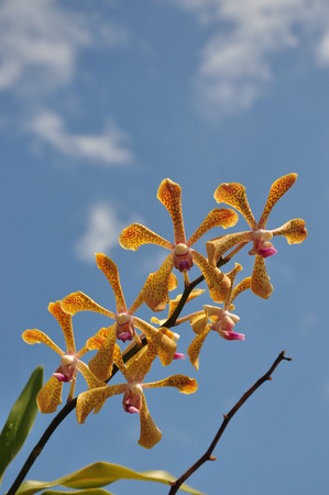 yellow orchid under blue skyの写真素材