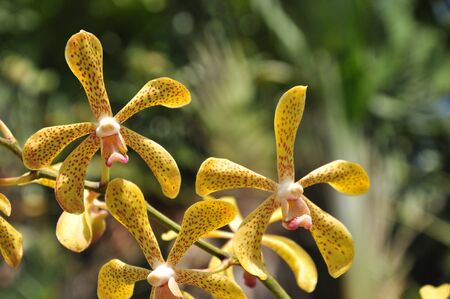 yellow orchid at gardenの写真素材