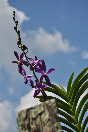 purple orchid in gardenの写真素材