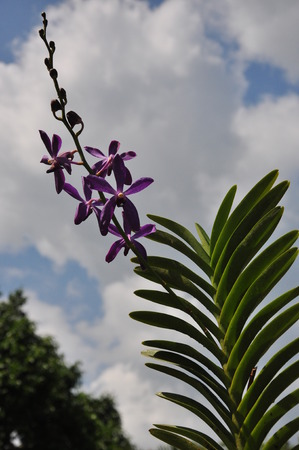 orchid at gardenの写真素材