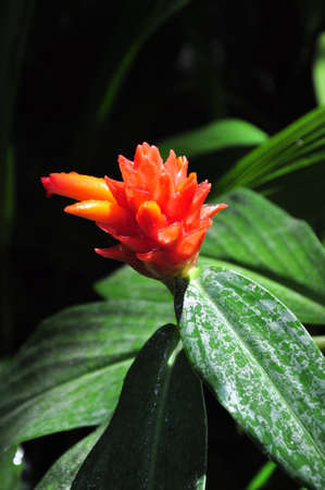 flower in gardenの写真素材