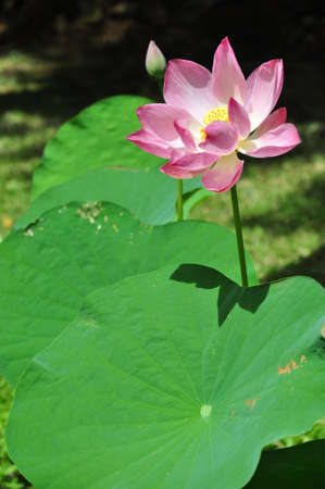 pink flower in pondの写真素材