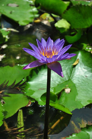 purple flower in pondの写真素材