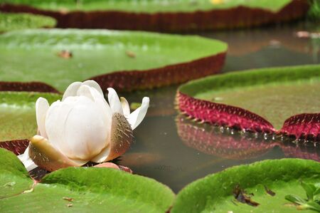 flower in pondの写真素材