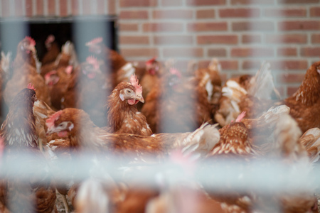 Brown chickens on a chicken farmの写真素材