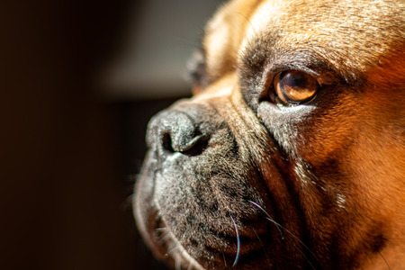Sad Fawn French Bulldog lying in the sun on a lazy Sundayの写真素材