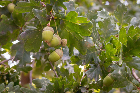Green acorns are hanging in the tree waiting for the autumn