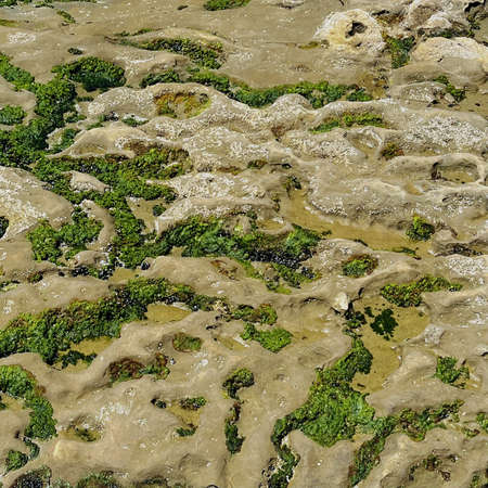A closeup shot of a rock covered with algae at low tide