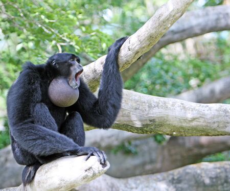 Monkey (Siamang) performing his typical duetの写真素材