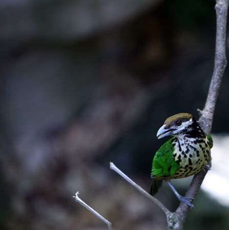 White-eared Catbird (Ailuroedus buccoides) on a tree branchの写真素材