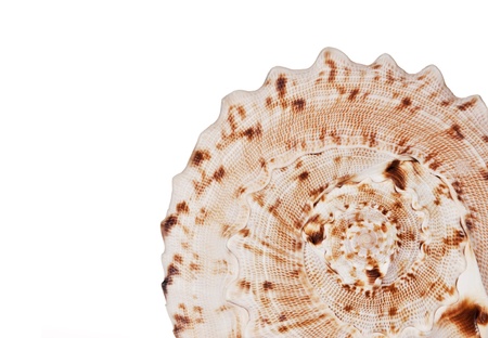 seashell in the corner on white