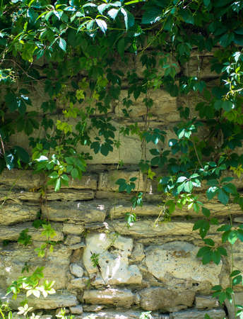 old stone wall covered with green sprigs of wild grapesの写真素材