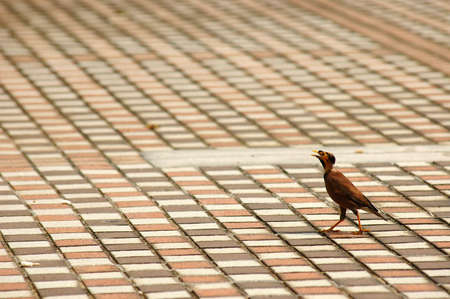 Lonely birdの写真素材