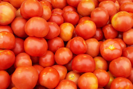 Tomato 1の写真素材