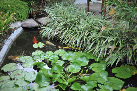 pond with koi fishesの写真素材