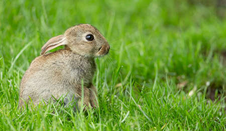 baby rabbit enjoying the warm sunshine on vibrant green grass