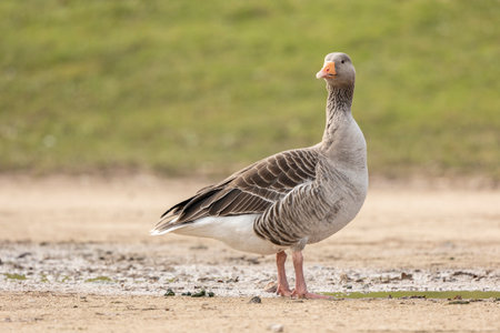grey lag goose anser anser preening and walking near a puddle of water side on isolated from green backgroundの写真素材