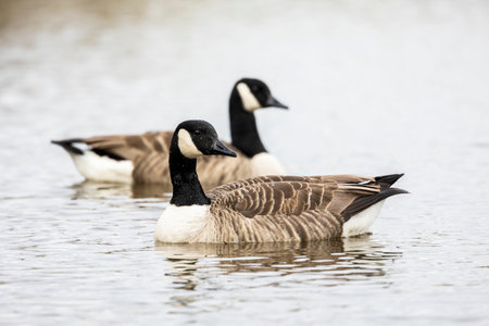 pair of Canada geese branta canadensis swimming on a local pond isolated from background side onの写真素材