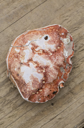 close up macro shot of a crab body shell on a wooden background