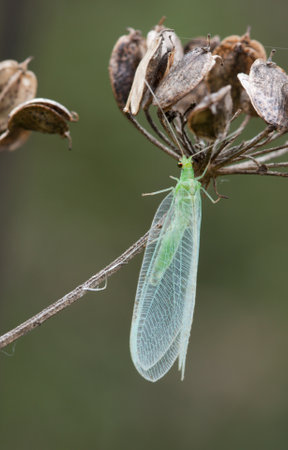 macro Close-up of a green lacewing selective focus