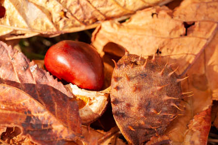 A close-up shot of ripe shiny horse chestnut conkers in a spiky shell on the floorの写真素材