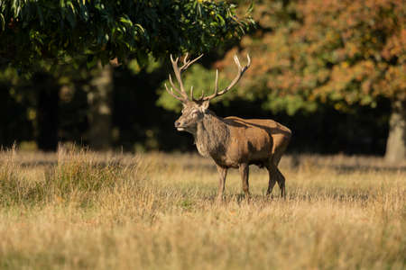 Close up of a red deer stag Cervus elaphus in autumn, UK.